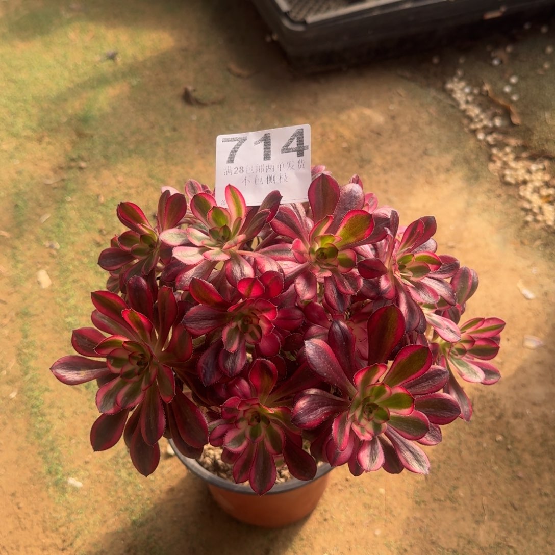 714号香法师无主头款不包损