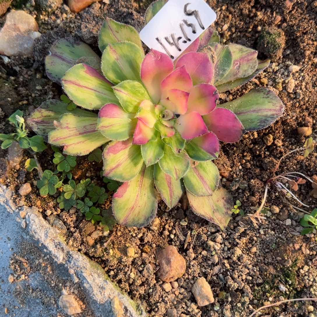 139知否多肉多肉多肉