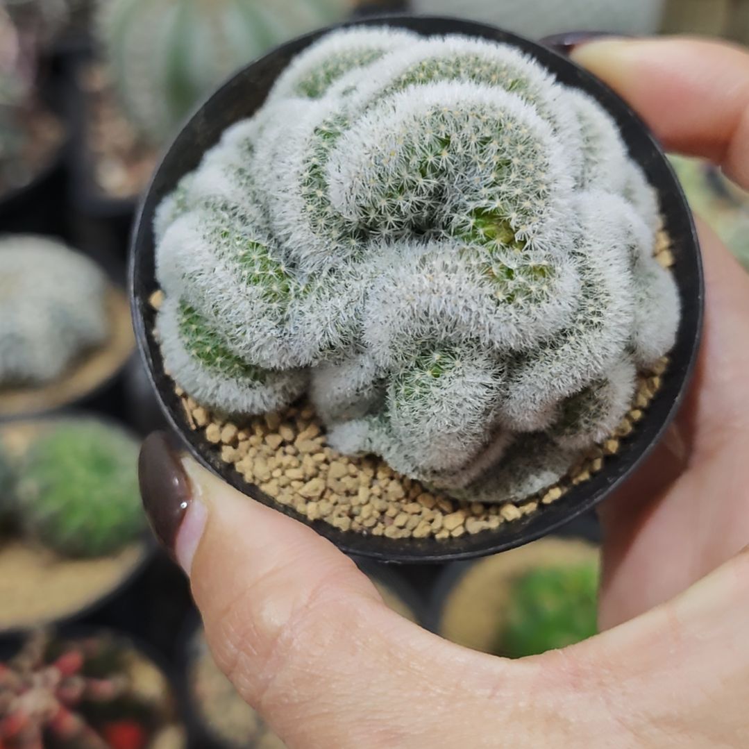 嘉文丸缀化仙人球自根