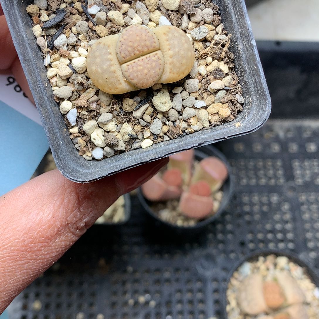 B295多肉植物保护研究所