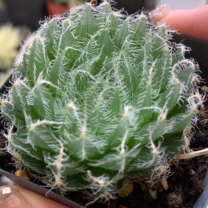 原始种钢丝球玉露