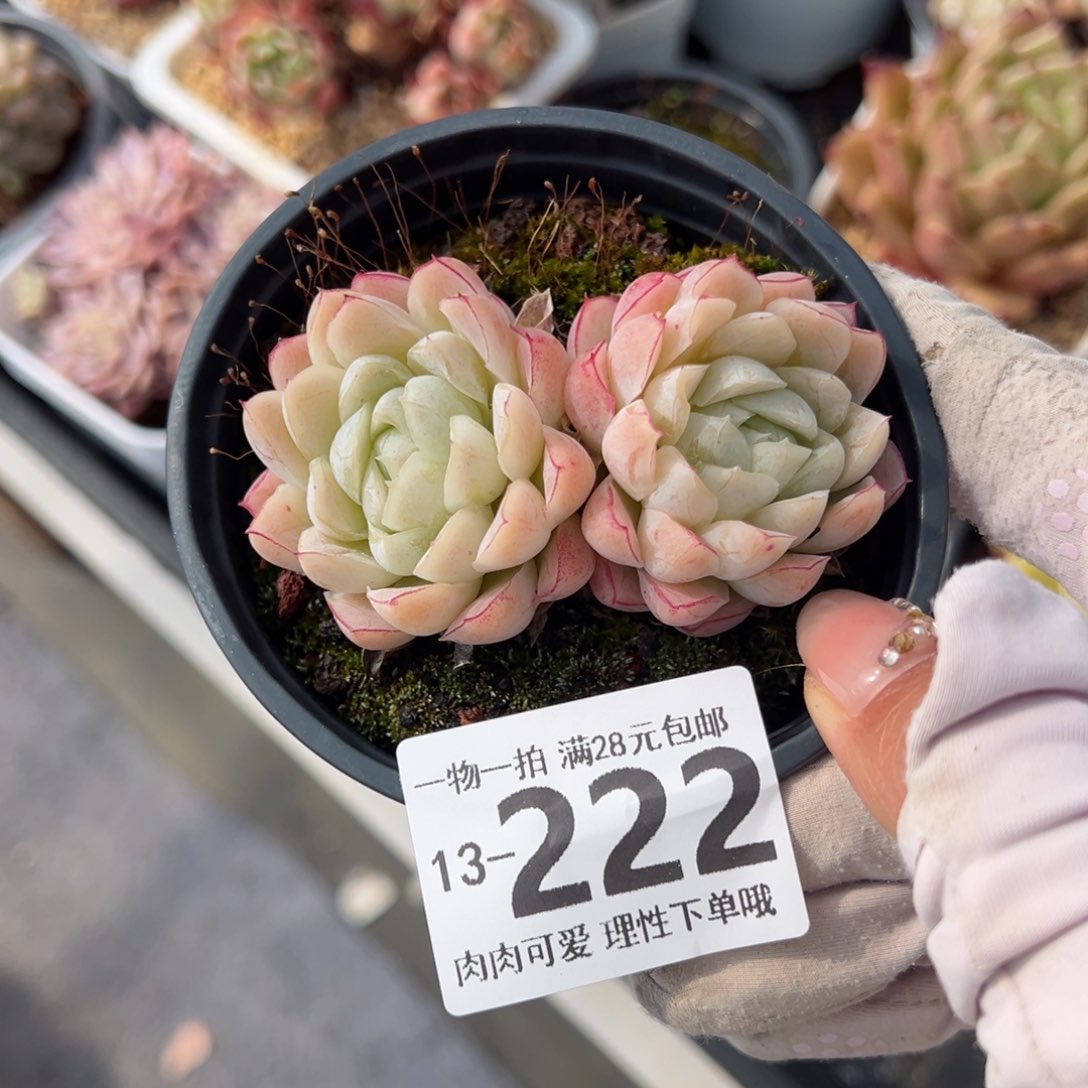 月影精灵多多肉多肉多肉多