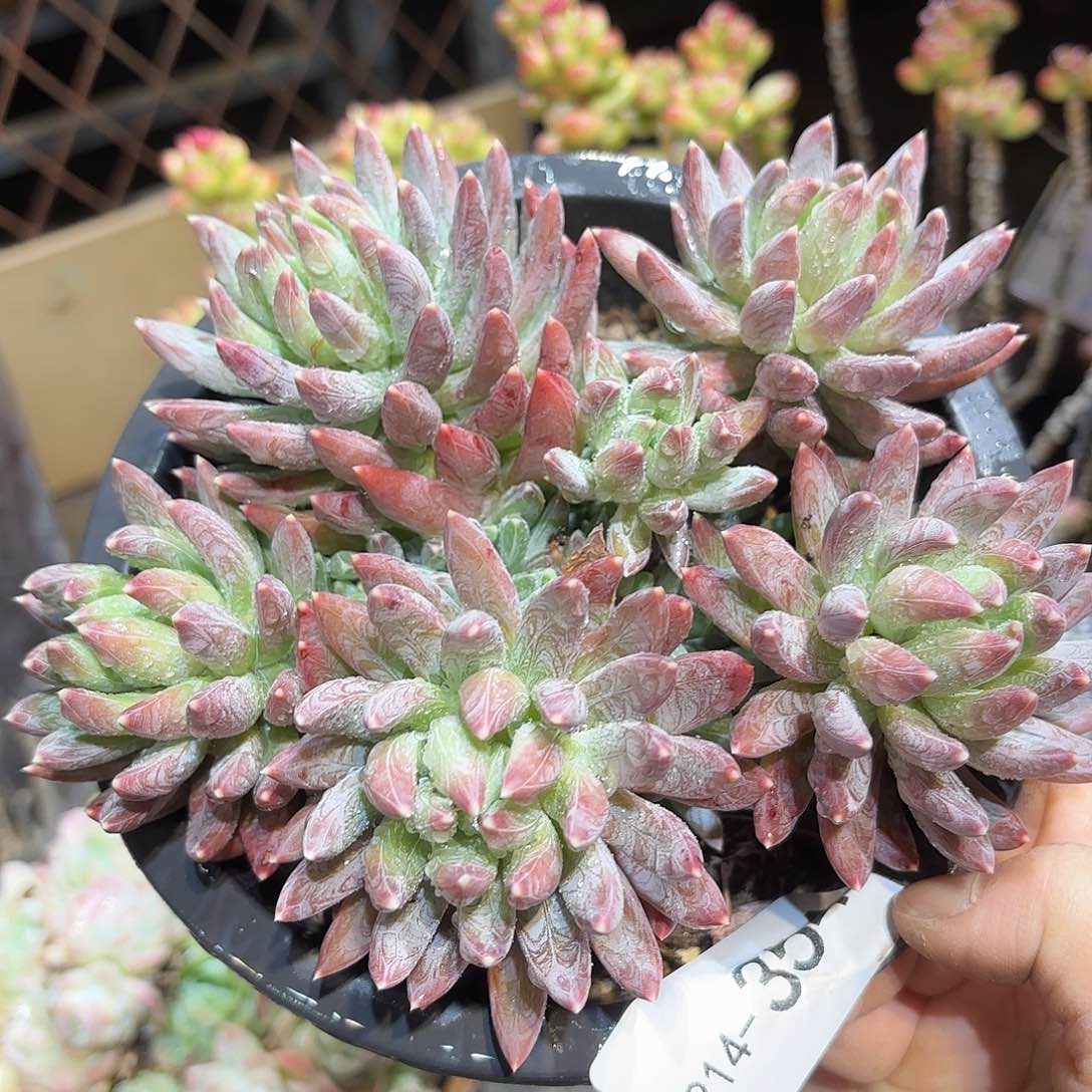 同温层多肉炫彩星354