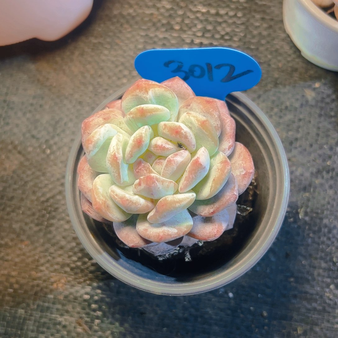 小*辰橙梦露石化3012号一物一拍