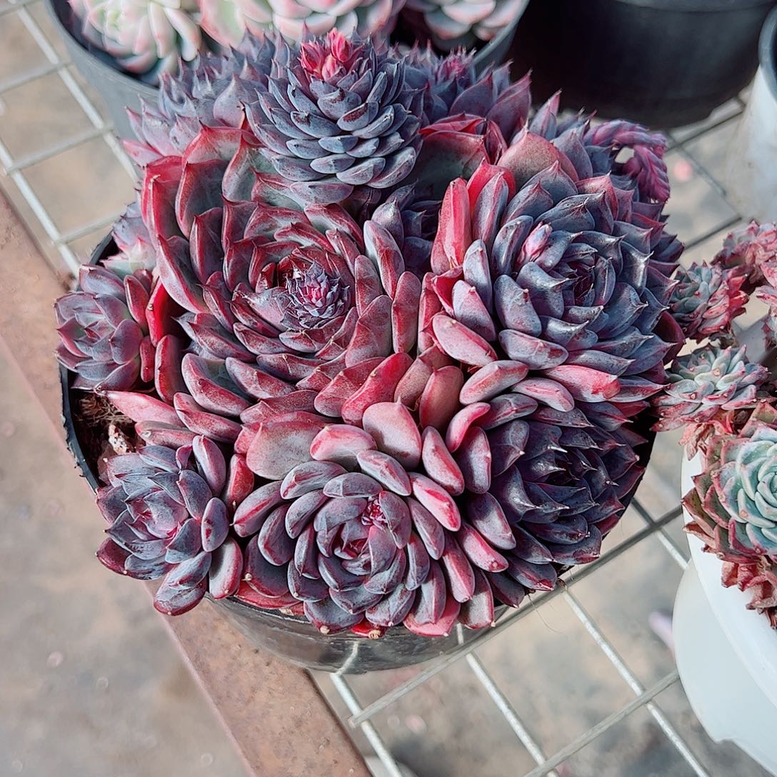 蓝色妖姬多头群生精品特价