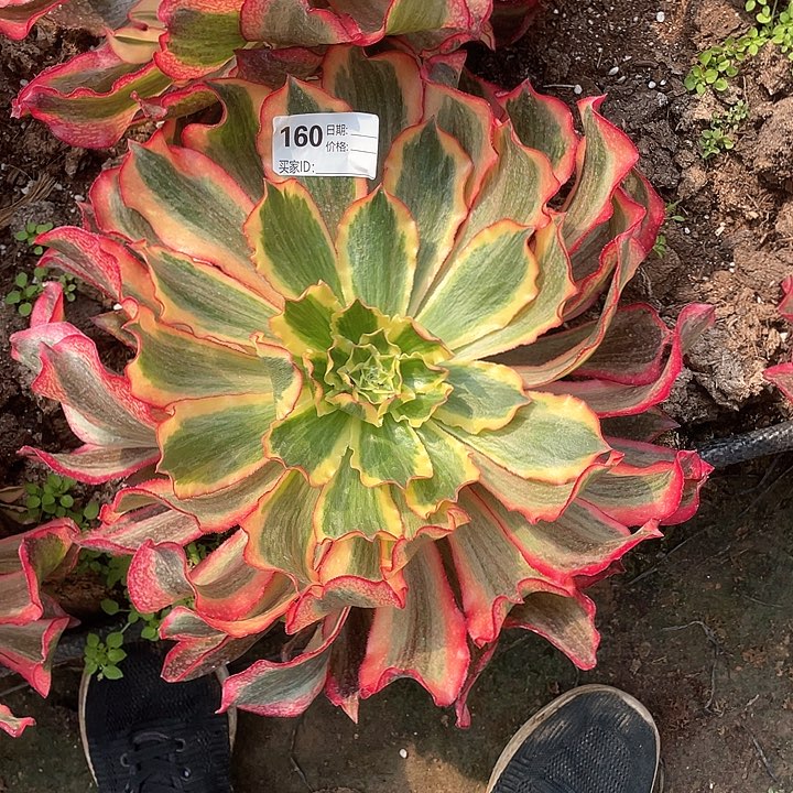 多肉法师多肉160 大魅影