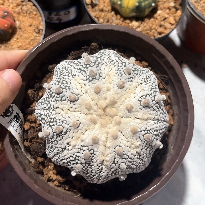 实生花园奇迹一物一拍8.2公分