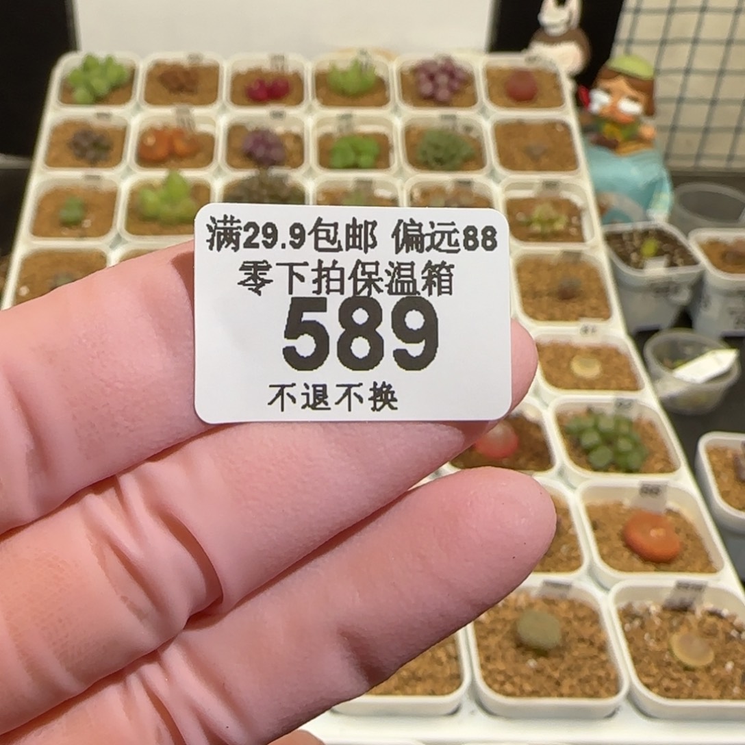 往***梦肉锥多肉植物组合-589