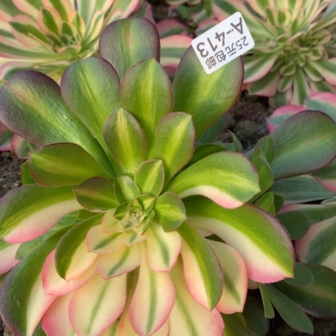 边**枫413女巫中斑满25包邮多肉