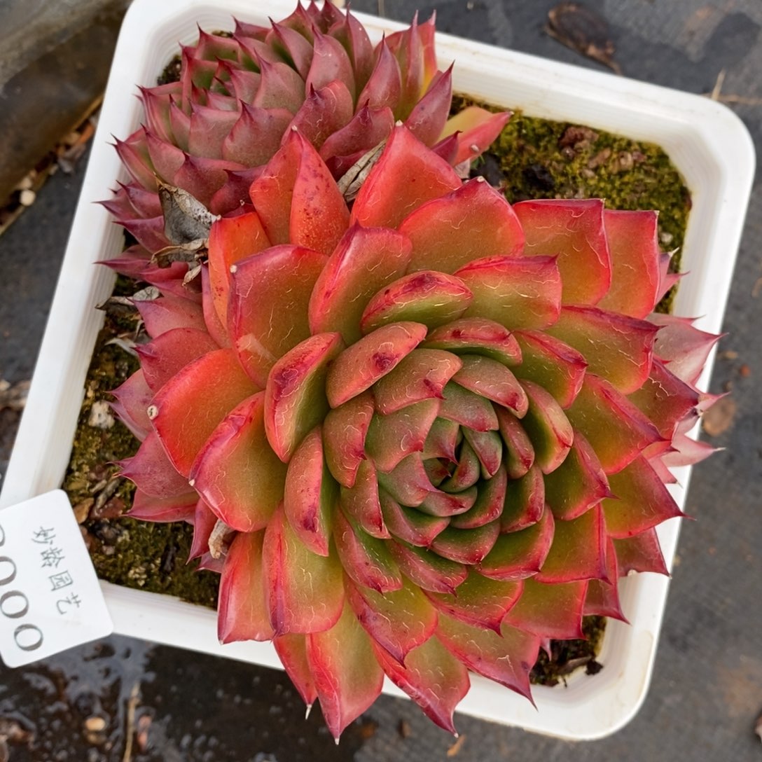 8000杂交多肉老桩