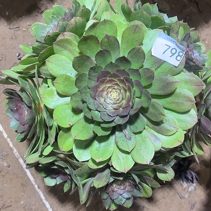 798号一物一拍1棵万圣节