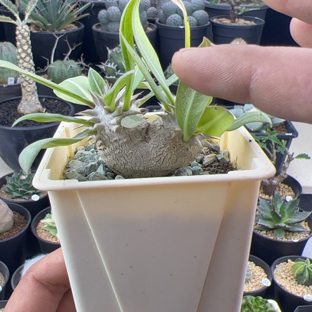 惠比大黑一物一拍