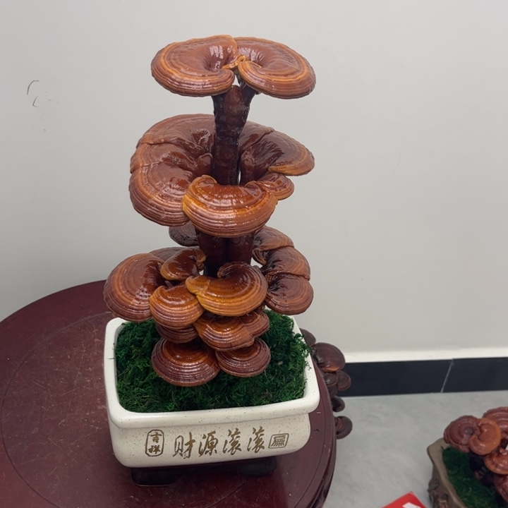无花朵灵芝盆景 室内观赏