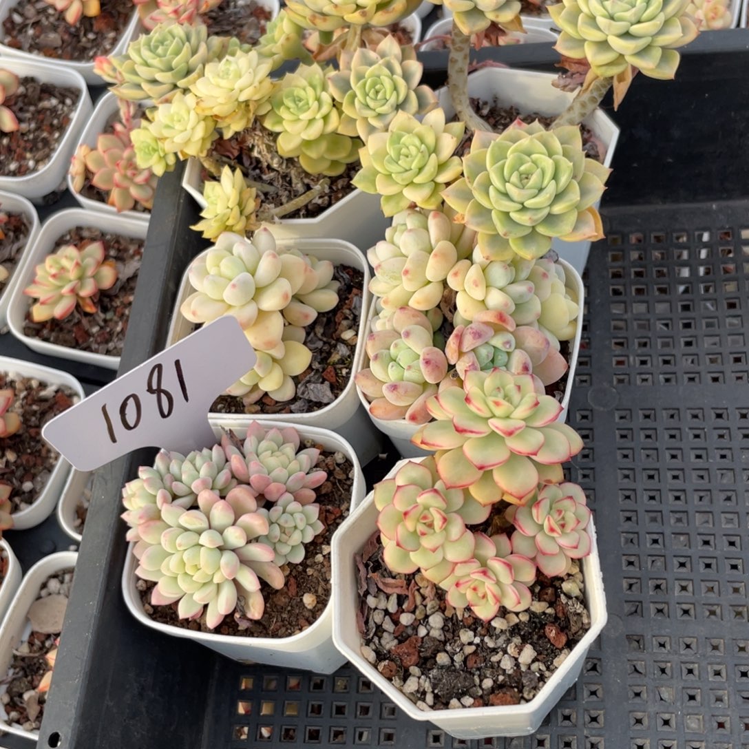 不包整散 盆子不售后1081