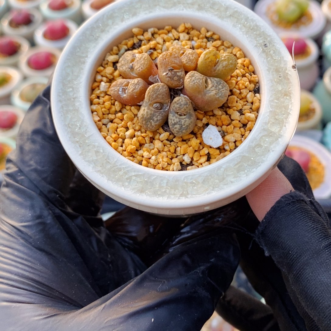 5636--一物一拍 带盆