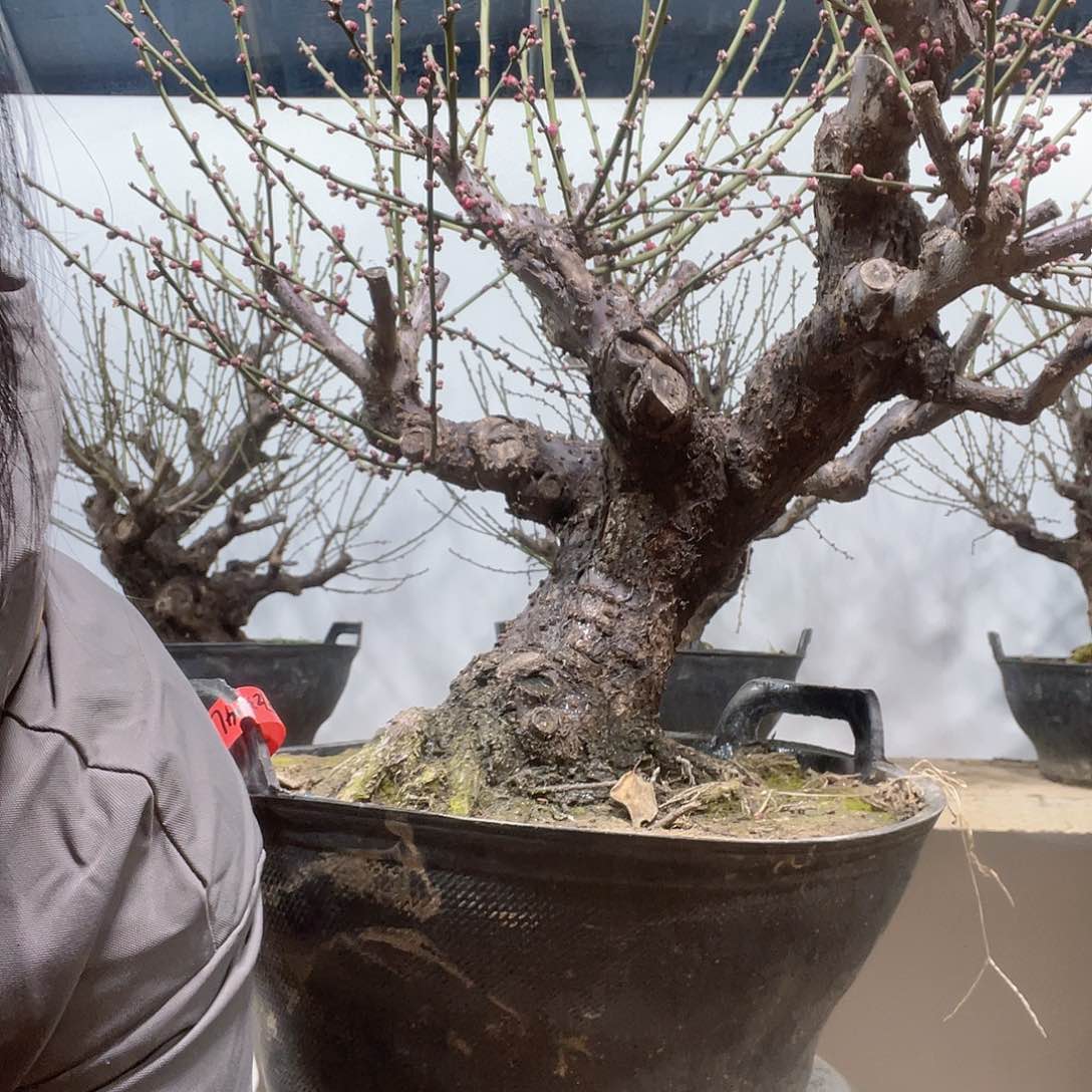 全部花苞用****5