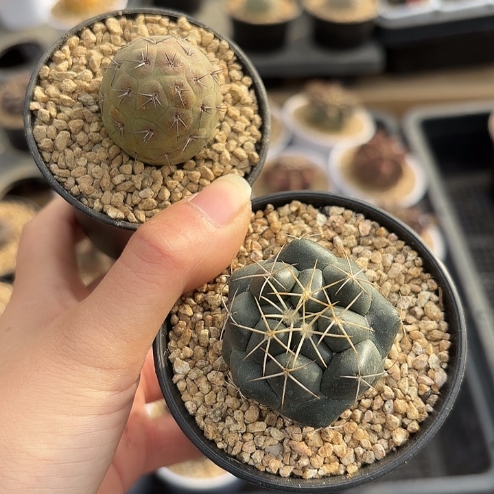   象牙➕习志野新年组合