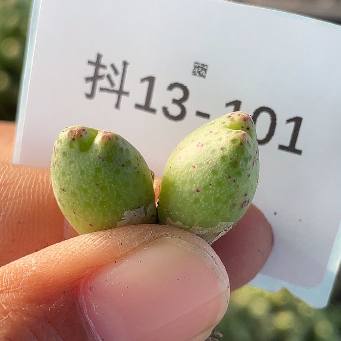 13-101草莓斑马肉锥