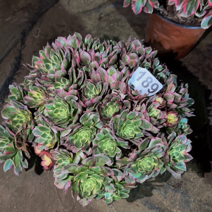 189海仙多肉植物不售后