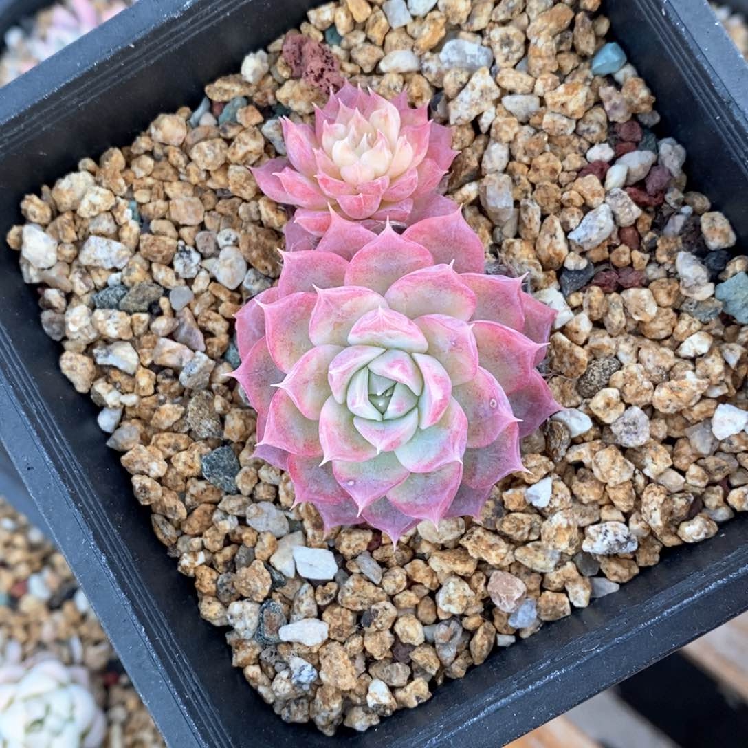 精品多肉一物一拍不包整144