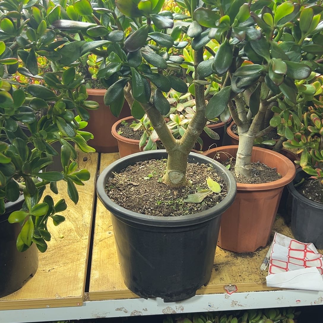 申***生完全开放韩国紫叶一物一拍