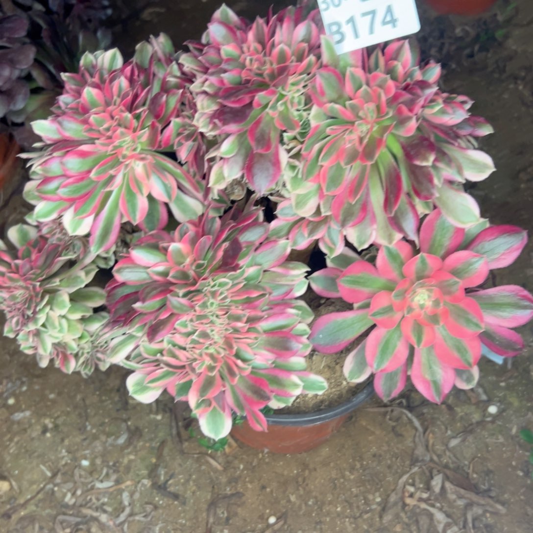 174 多肉不包断枝