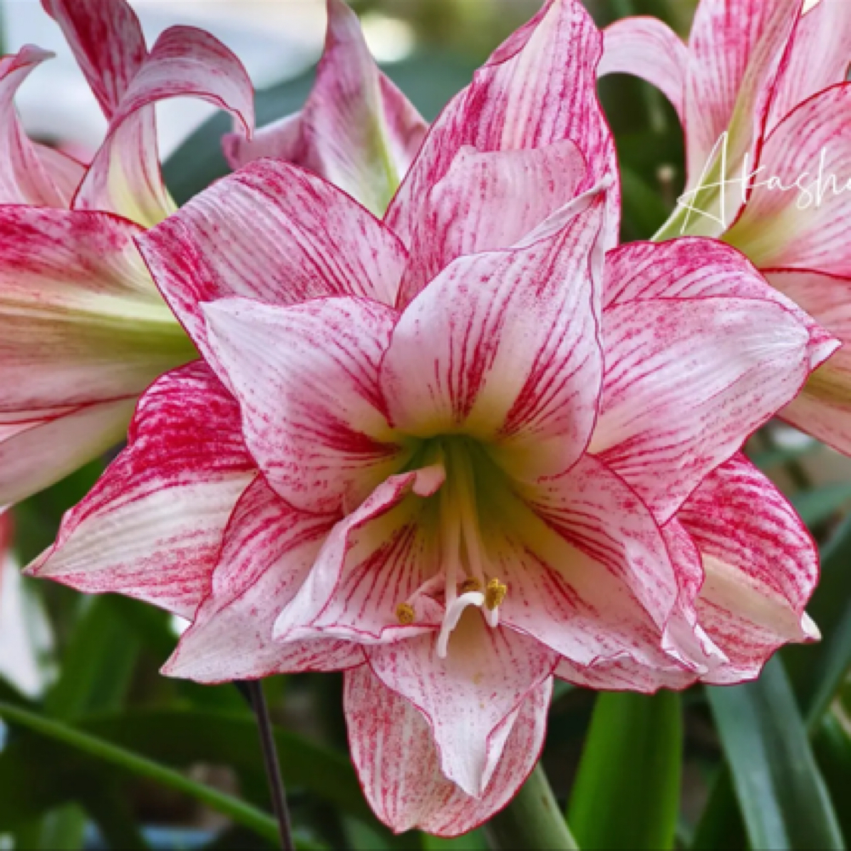 T07朱顶红，重瓣朱顶红球根花卉