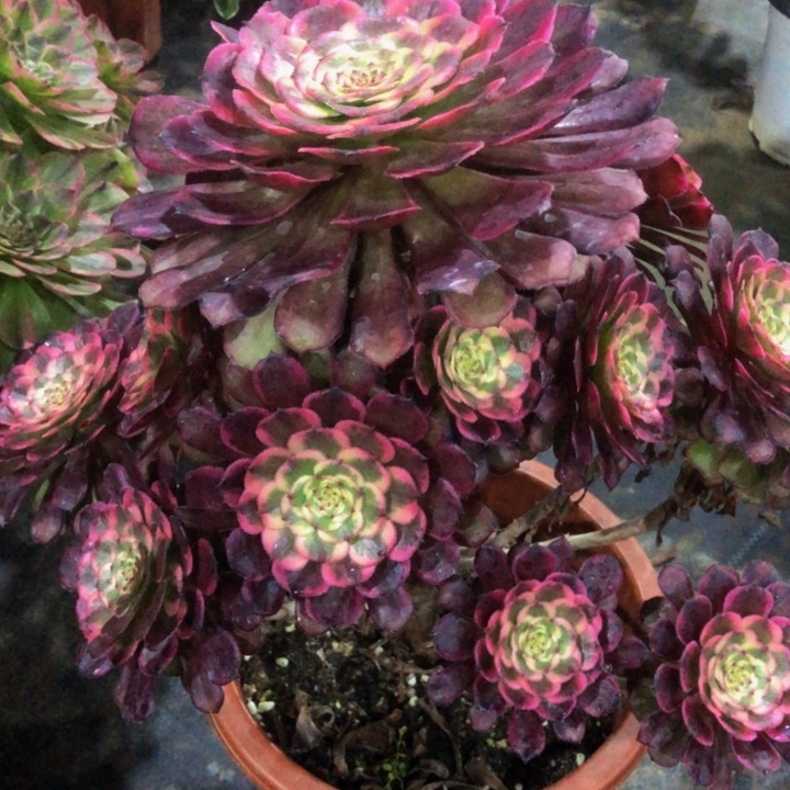 黑金钢多肉10200000000000