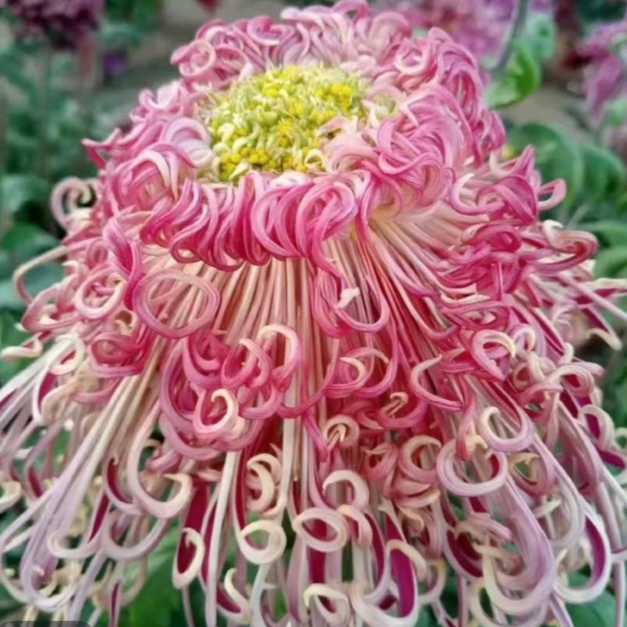 九月菊［漓江春色］大花富贵菊，盆栽绿植室内好养活