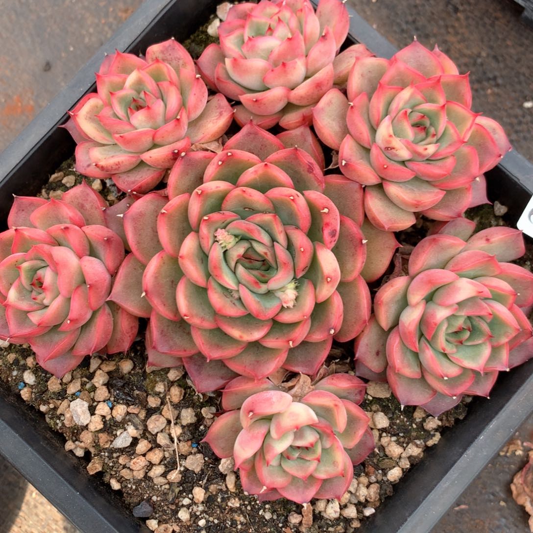 6869不包整散掉头不售后