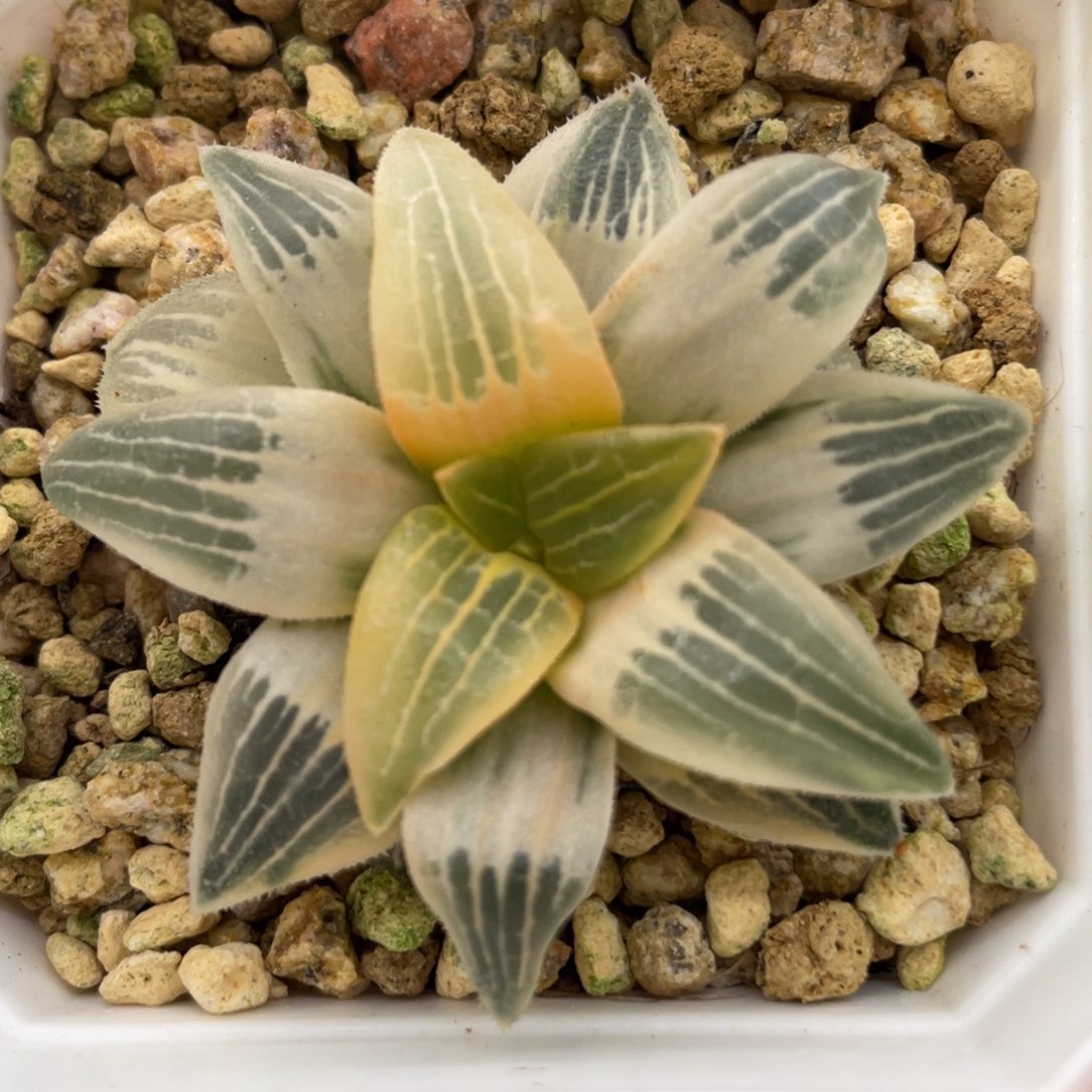 小蔡的菜园80实生籽播糊斑 脱土发货