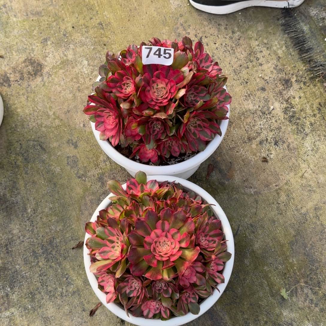 用****7745！2颗荔枝法师多肉植物