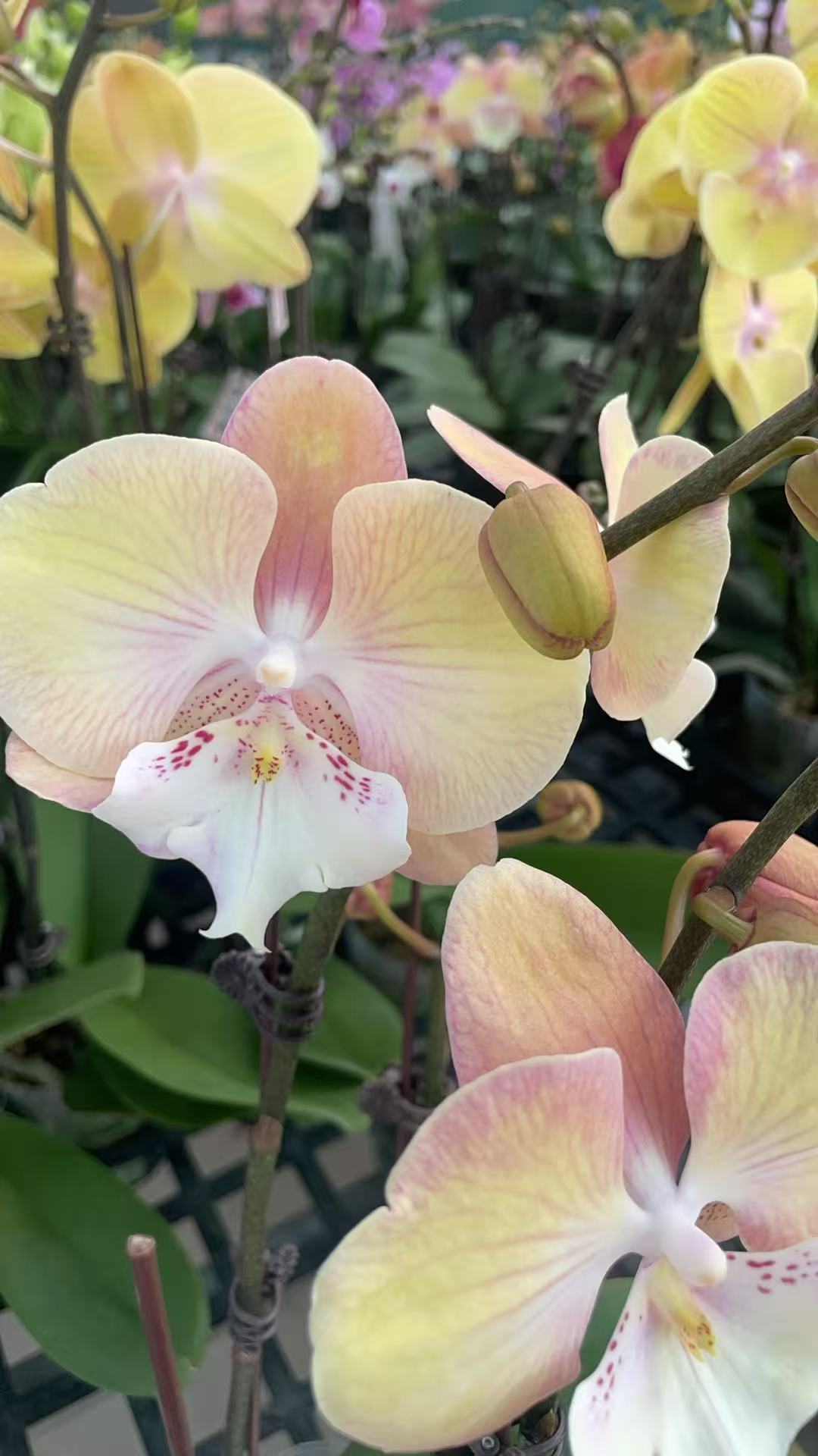 【彩虹独角兽】～蝴蝶兰网红好养活趣味花剑花苞客厅客内观赏