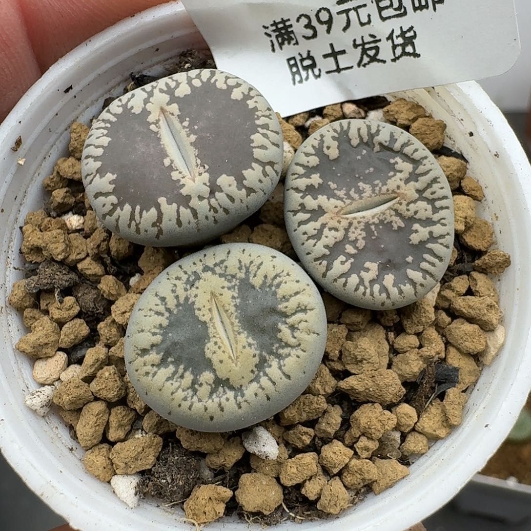 91多肉哈哈哈哈哈哈哈