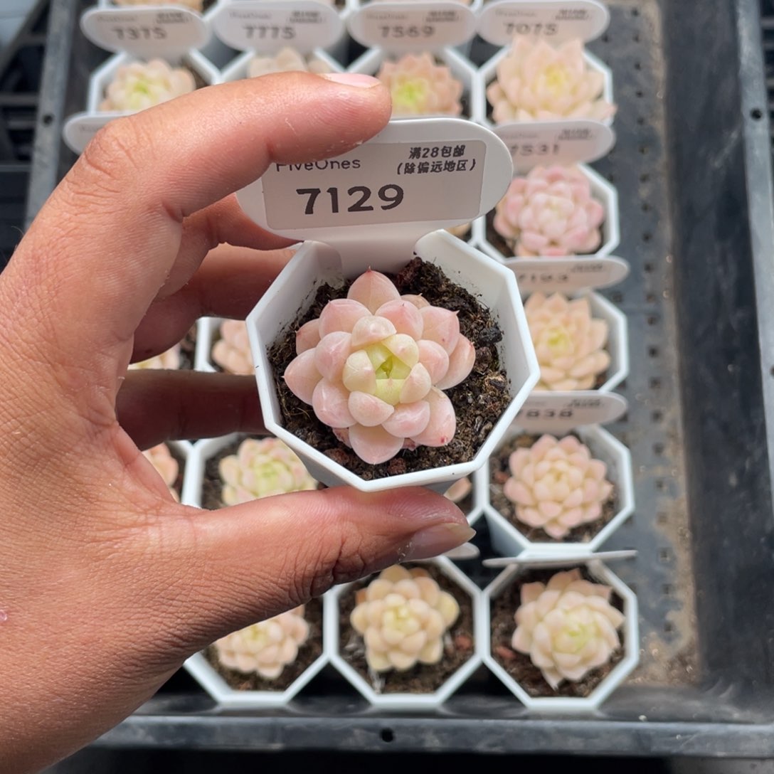 7129 麦秆3.5厘米