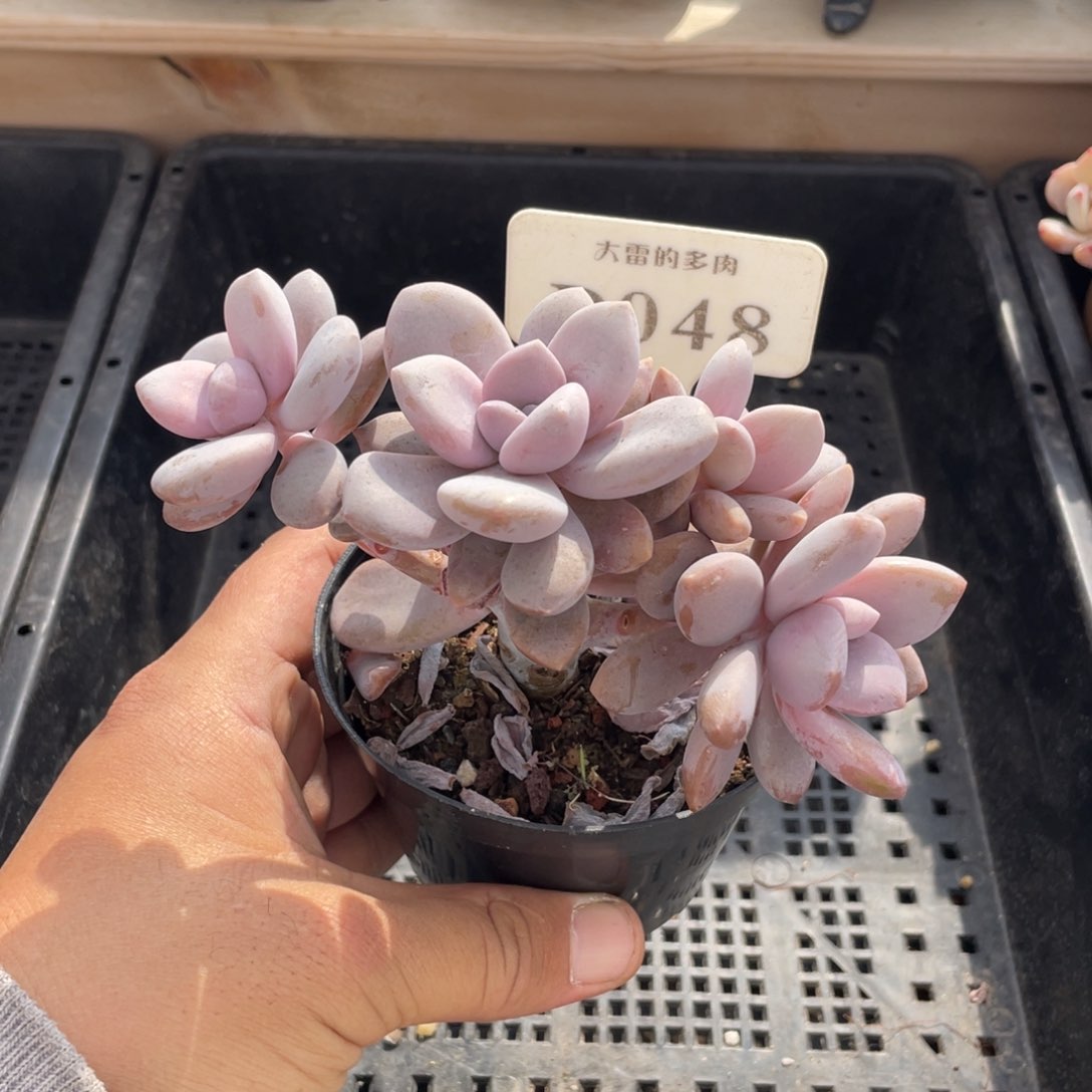 048桃霜不带盆12厘米