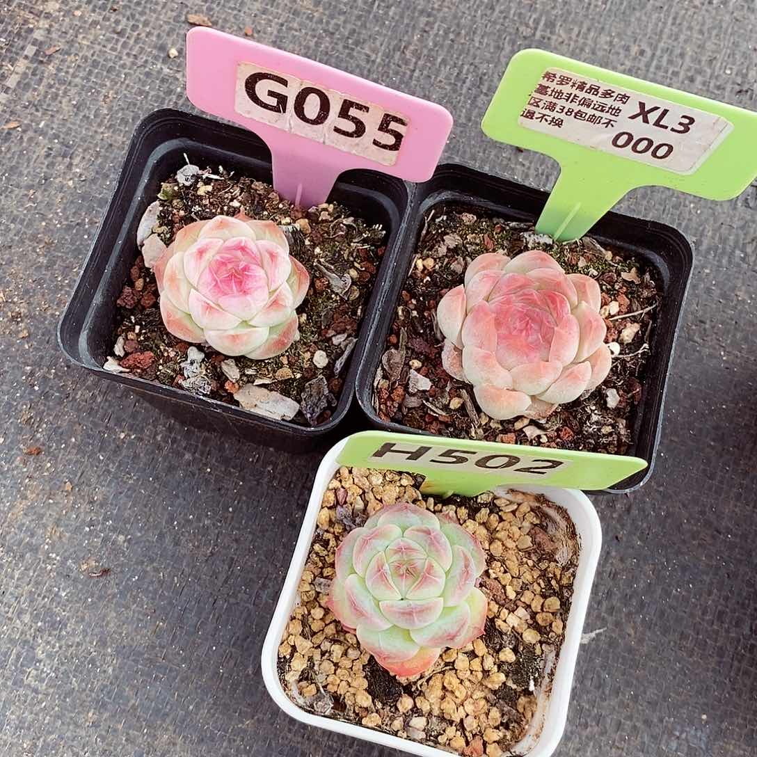 棒****）3颗4-5cm多肉植物