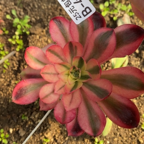 453嫁接爱丽丝满25包邮多肉