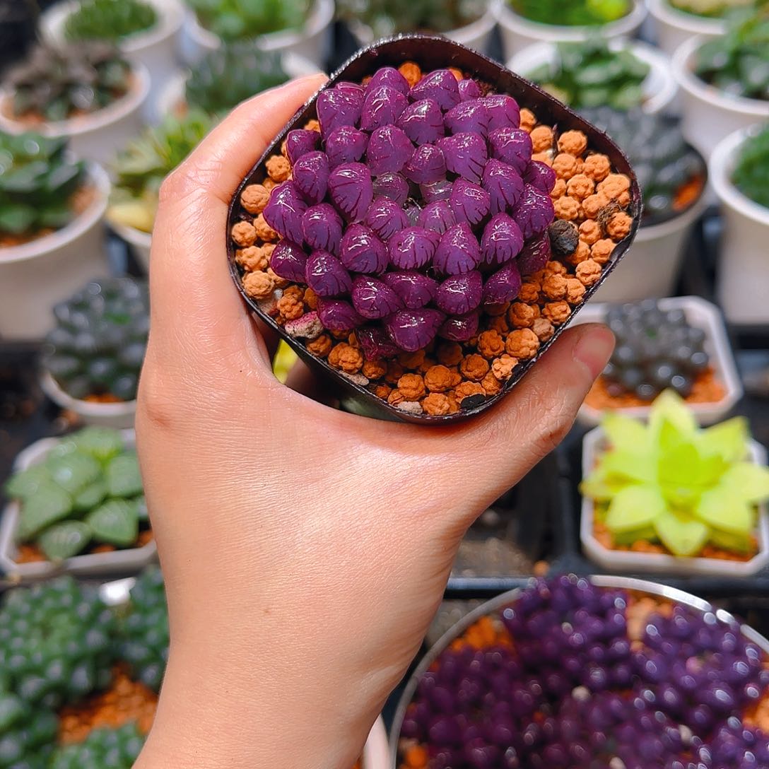 紫宝石冰灯玉露，原盆