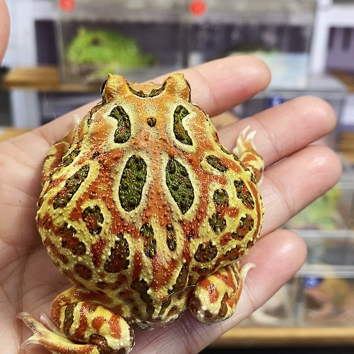 角蛙454号光圈原色角蛙