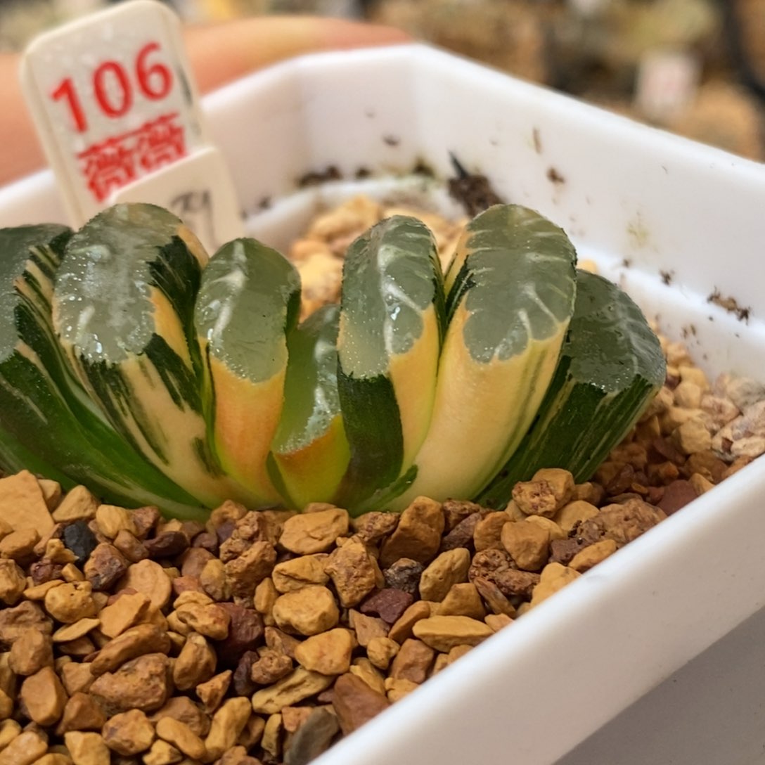 106隼x玄武多肉植物