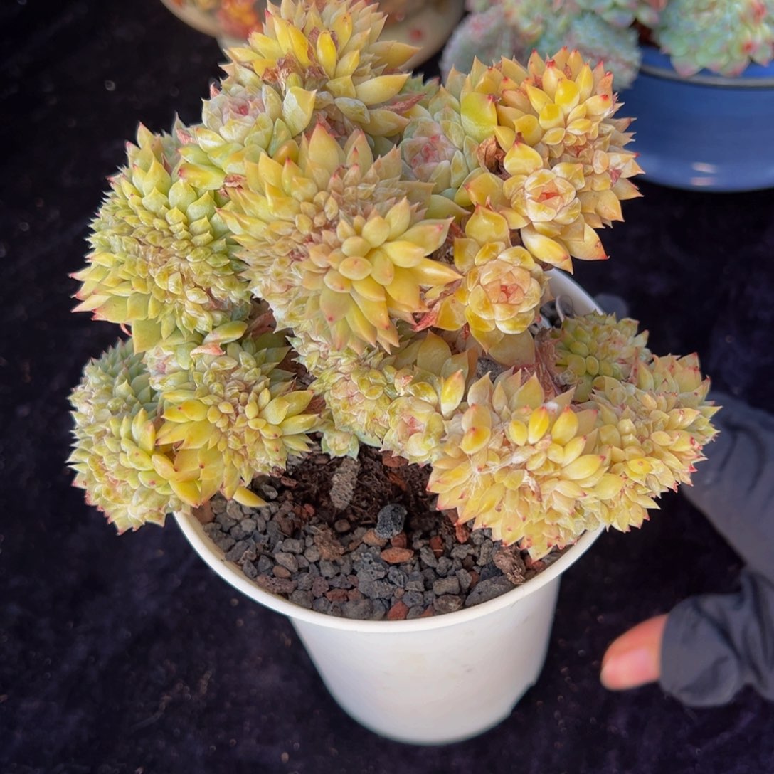 梦****天天开心太阳开心