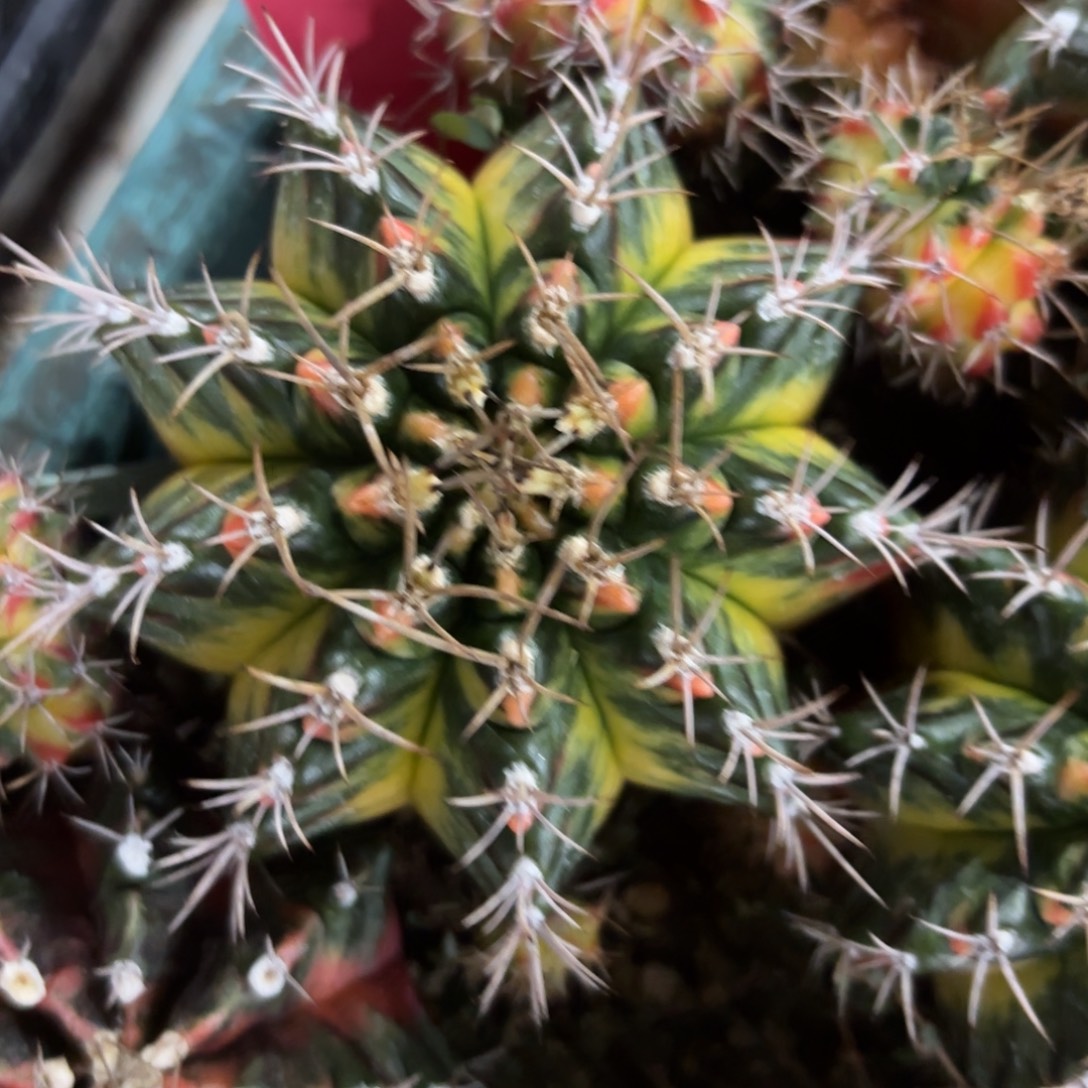 L529-1207泰国发货 向日葵