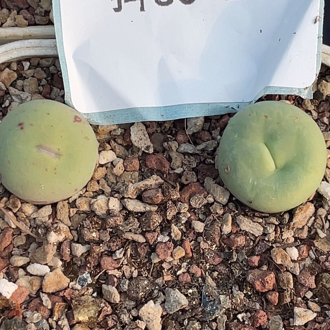 30-117嘴多肉植物肉锥