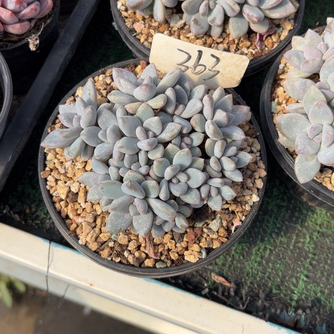 淑***娟363fghhjjjjkkkkkk