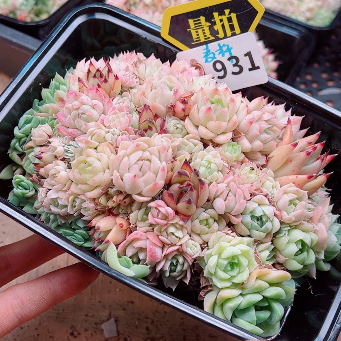 多肉植物多肉植物