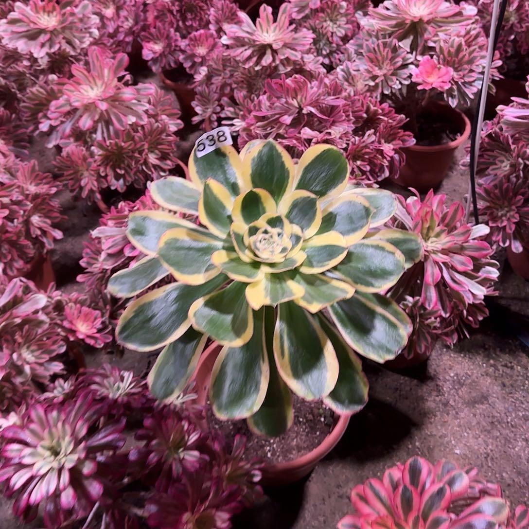 多肉植物法师王妃538