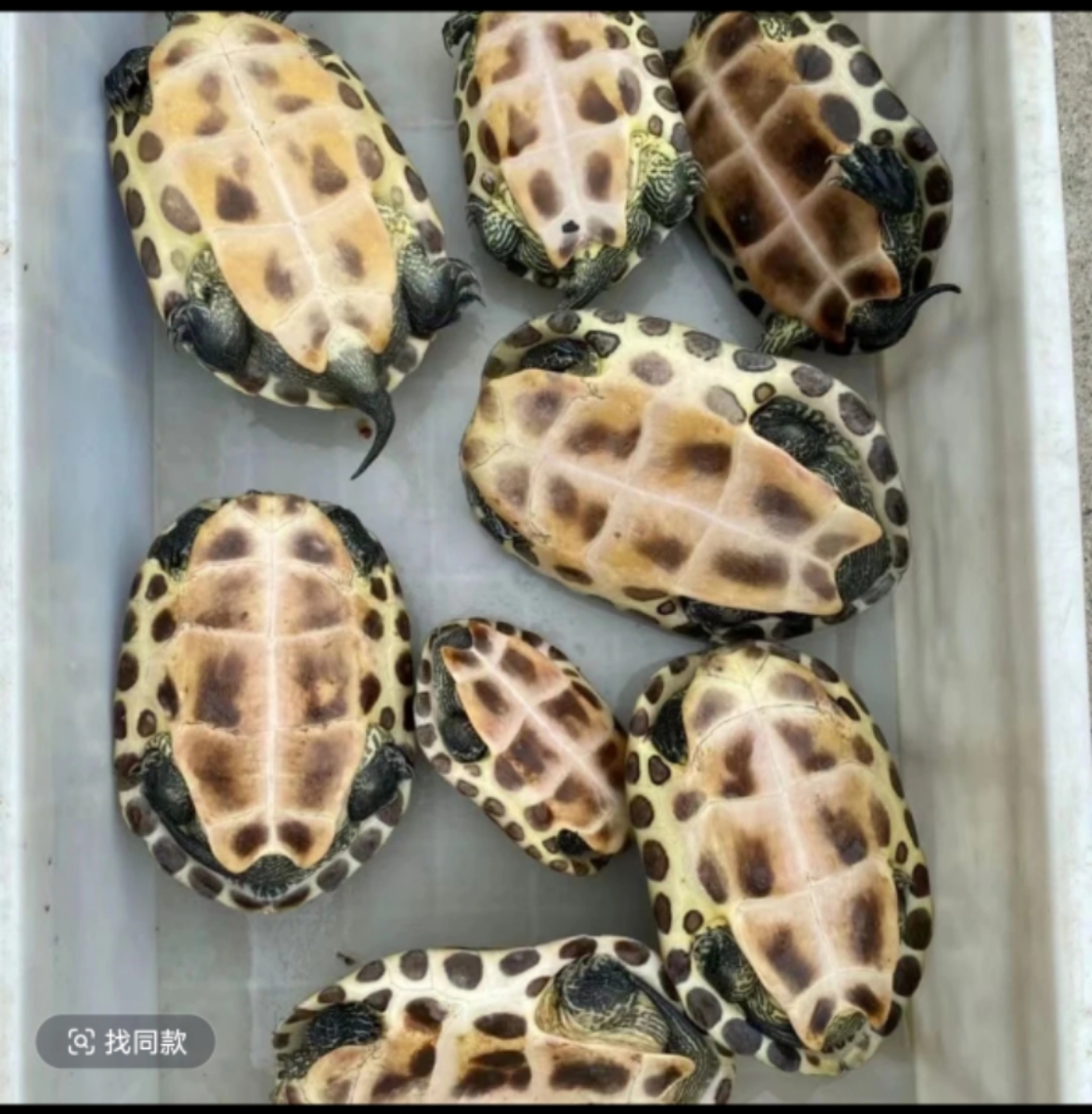 外塘冷水乌龟 粘人龟