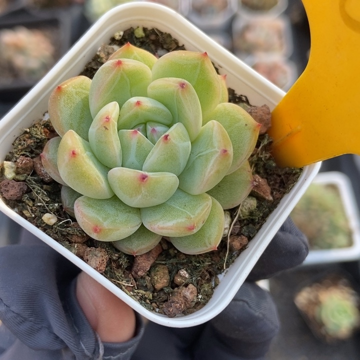 2090雪花珍妮多肉植物