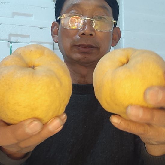 丑梨山东烟台莱阳中华丑梨